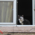 Renato Siani gatto alla finestra