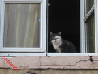 Renato Siani gatto alla finestra