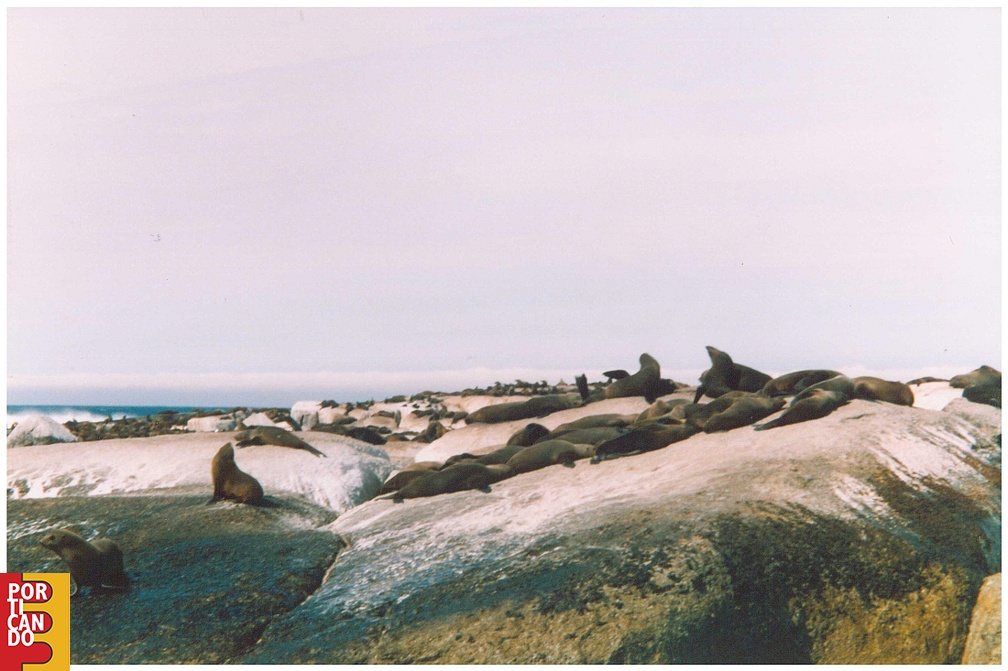 2000 circa ANTONIO SARTORI E IOLANDA PINTO colonia di foche CAPE TOWN SUB AFRICA