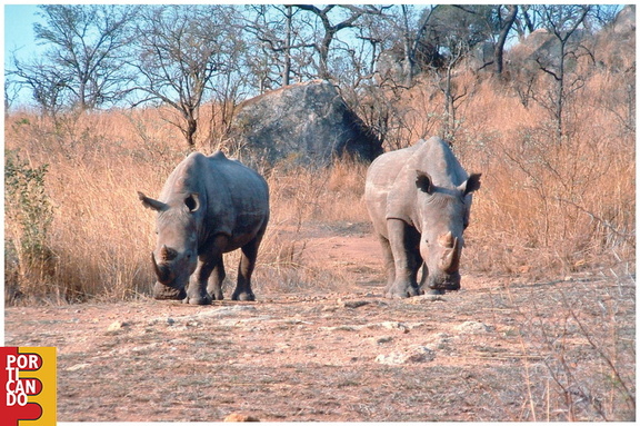 2000 circa ANTONIO SARTORI E IOLANDA PINTO coppia di rinoceronti a KRUGER PARK SUD AFRICA