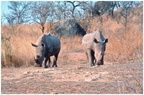 2000 circa ANTONIO SARTORI E IOLANDA PINTO coppia di rinoceronti a KRUGER PARK SUD AFRICA