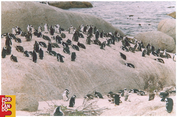 2000 circa ANTONIO SARTORI E IOLANDA PINTO colonia di pinguini CAPE TOWN SUD AFRICA