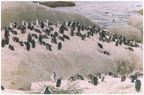 2000 circa ANTONIO SARTORI E IOLANDA PINTO colonia di pinguini CAPE TOWN SUD AFRICA
