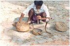 2000 circa ANTONIO SARTORI E IOLANDA PINTO incantatore di serpenti COCHIN INDIA