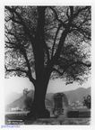 1940 Sancesareo il tiglio secolare