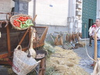 2008 3 maggio Arte contadina di SantaLucia in piazza duomo (27)