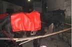 Presepevivente (33)