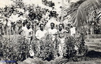 1949 Vittorio Lodato venezuela esperimento con pomodori