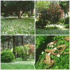 cava de' Tirreni - Villa SCHWERTE